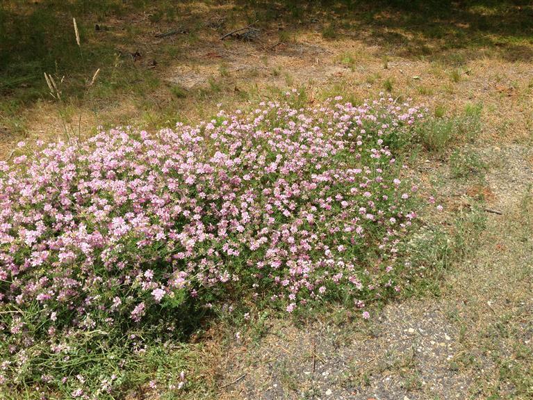 10 Arrowhead Farm Road Truro, MA 02666 - Photo 2 of 4 Additional Photo