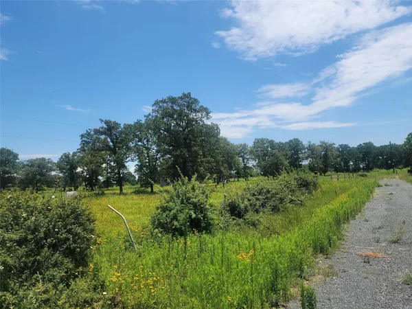 a view of a big yard with a large tree