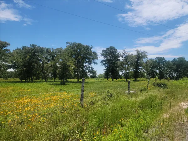 a view of a field with a tree