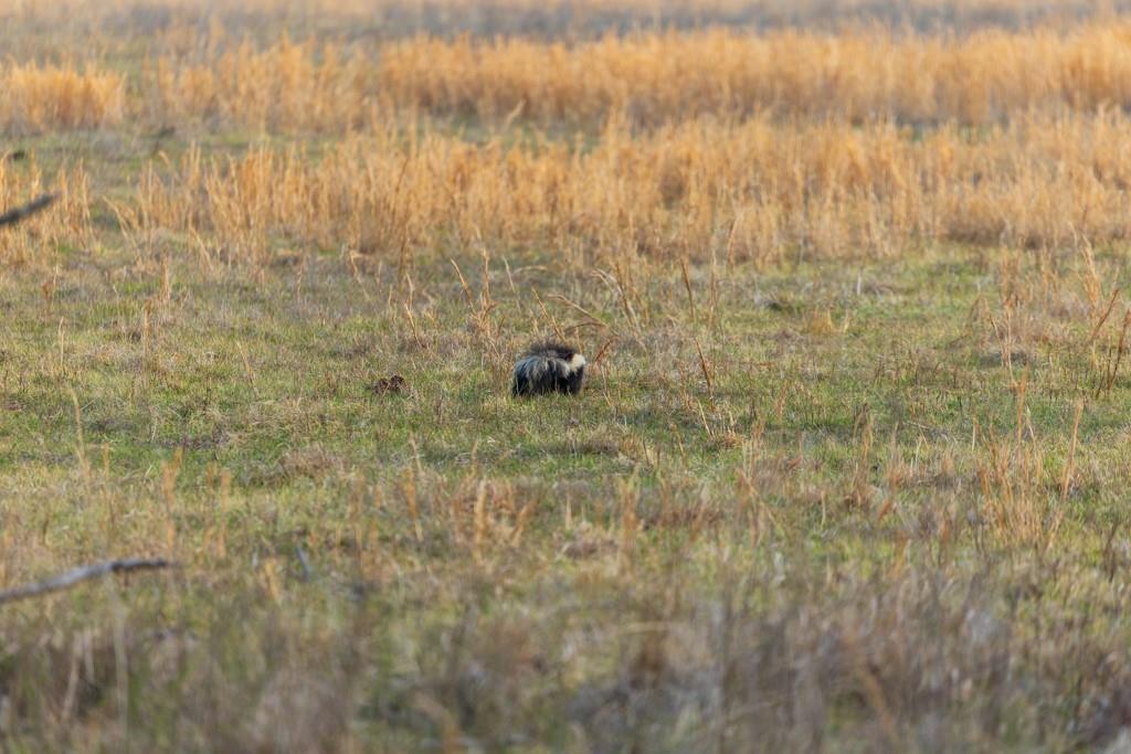 South Little Road Garden City, MO 64747 - Photo 32 of 32