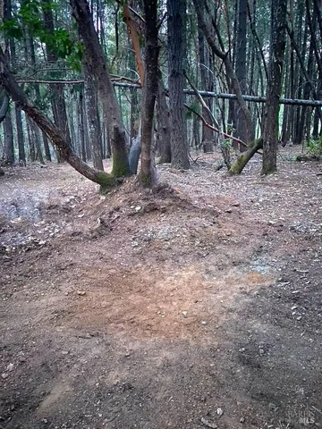 a view of a backyard with large trees