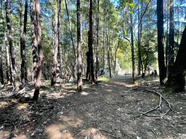 a view of a forest with trees in the background