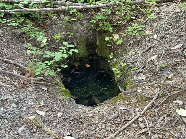 a view of a tree in a yard