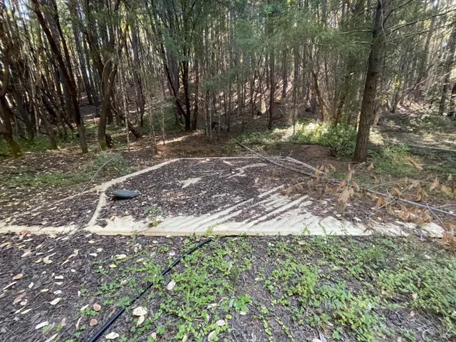 a view of a yard with plants and trees
