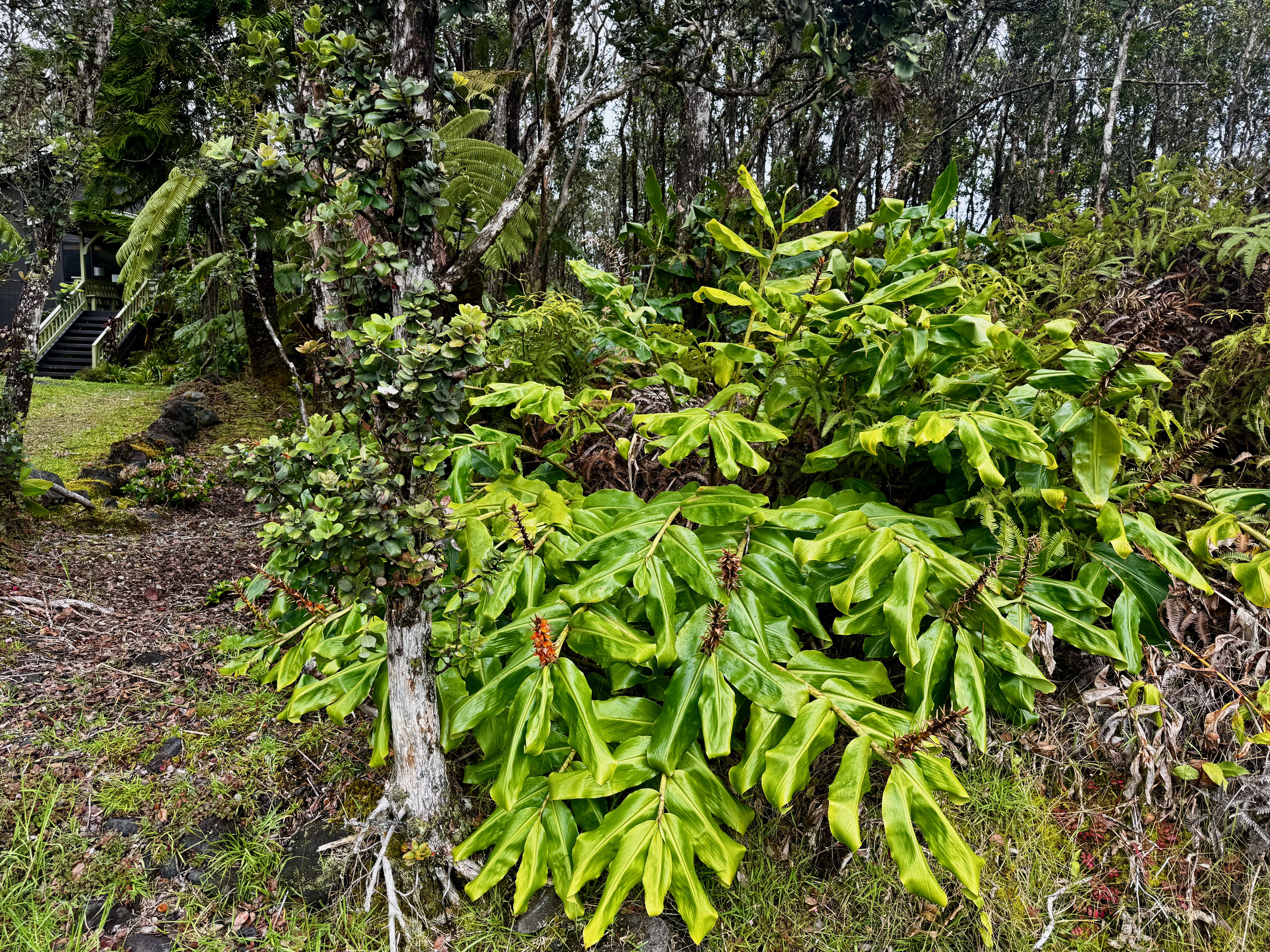 363 Alaula Street Volcano, HI 96785 - Photo 1 of 3 a view of a plant