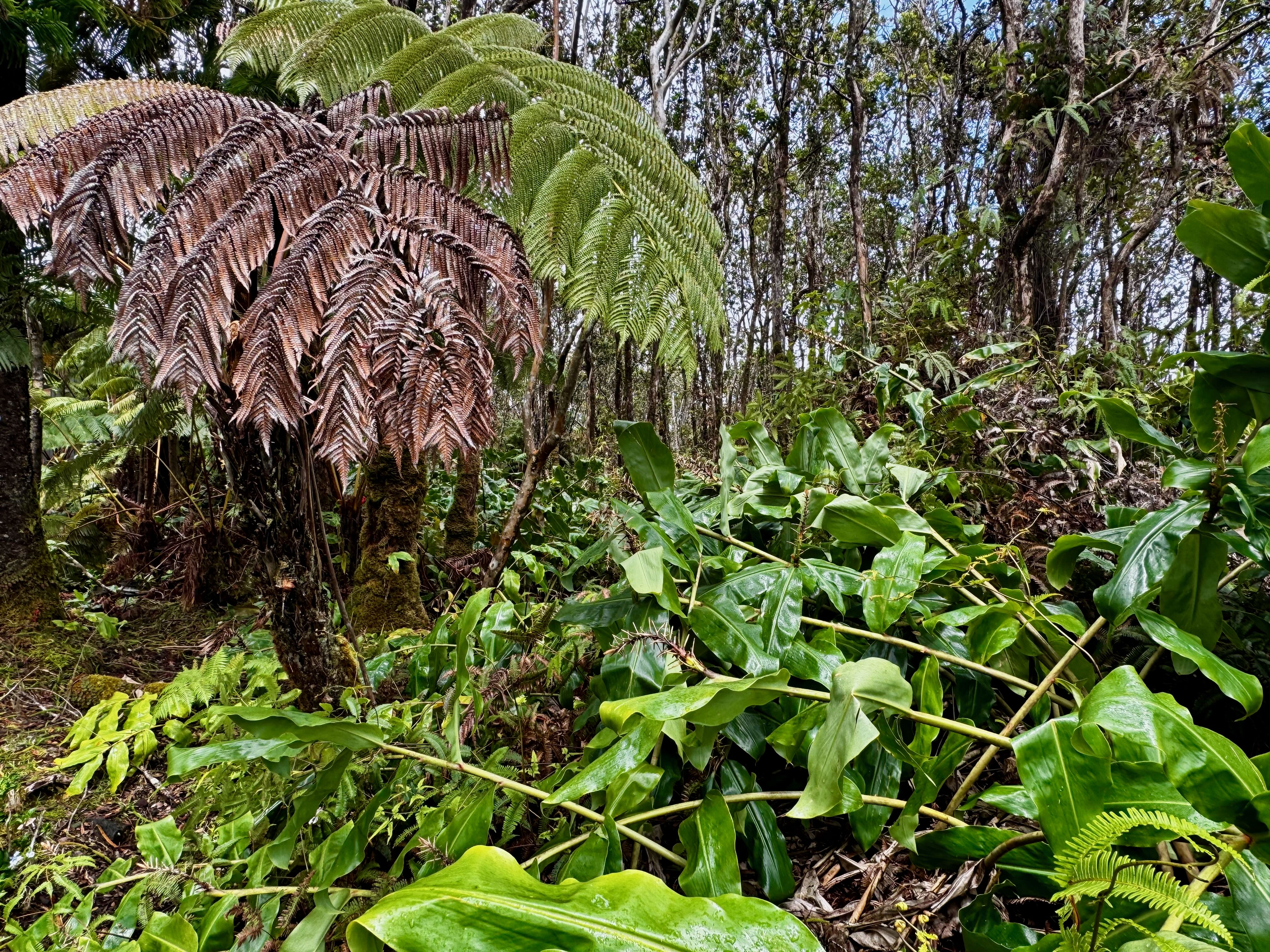 363 Alaula Street Volcano, HI 96785 - Photo 2 of 3 a view of a tree in a garden