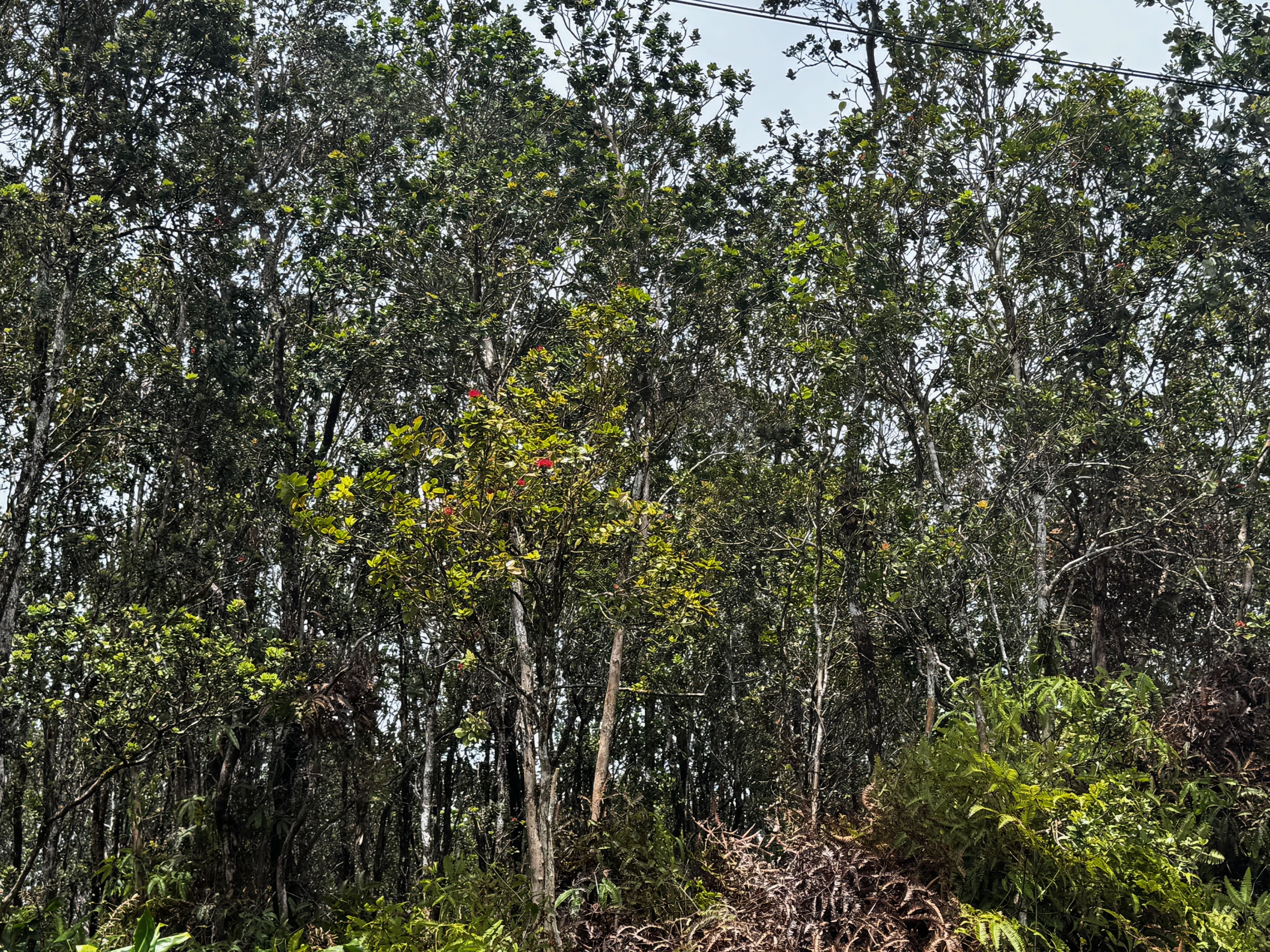 363 Alaula Street Volcano, HI 96785 - Photo 3 of 3 a view of a tree with a plant