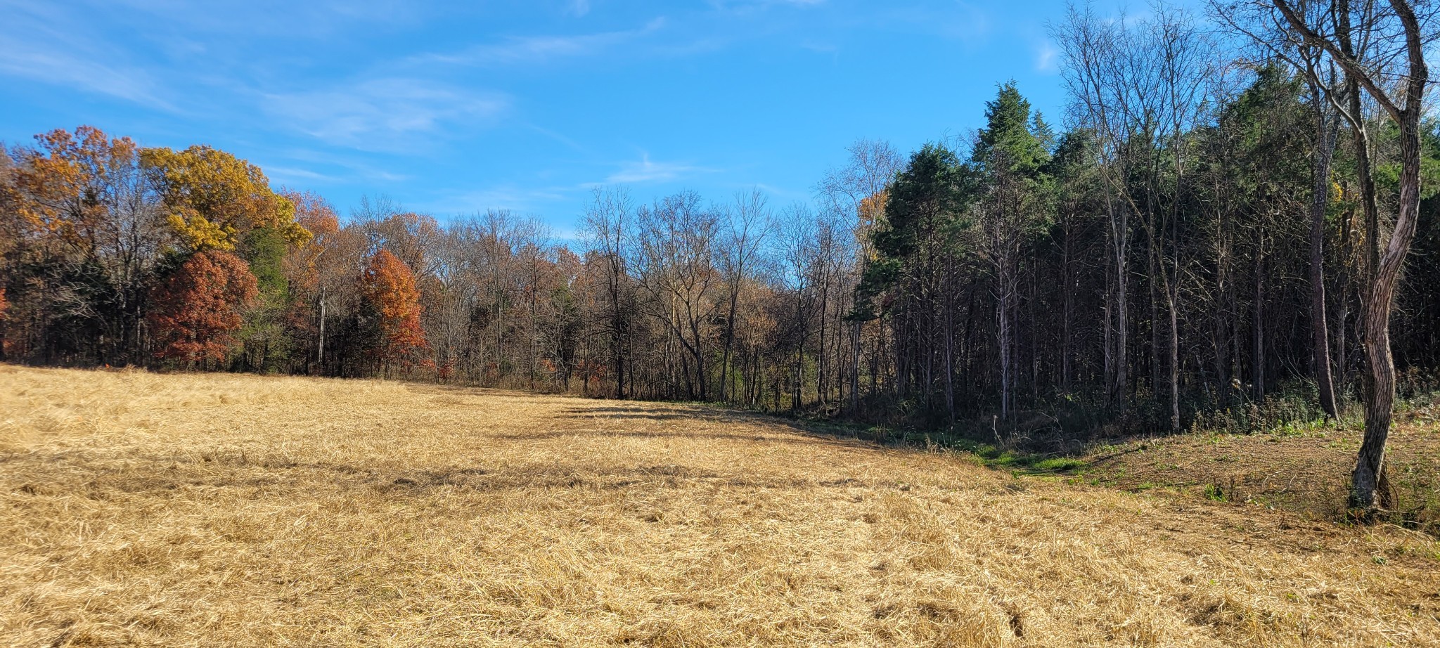 5 Mt Lebanon Church Road Shelbyville, TN 37160 - Photo 3 of 6 a view of large yard with trees