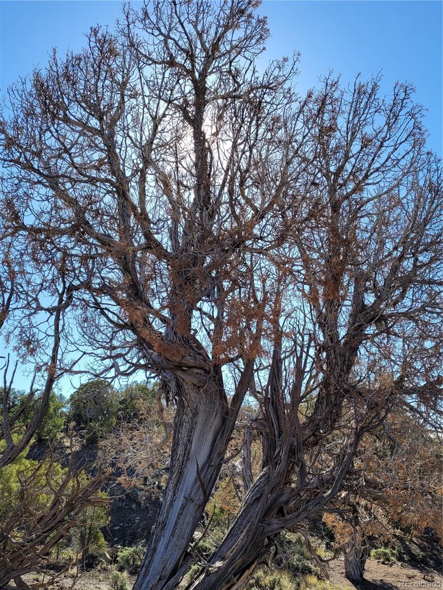 650 Pinon Crest Way Coalmont, CO 80430 - Photo 3 of 3 a view of tree