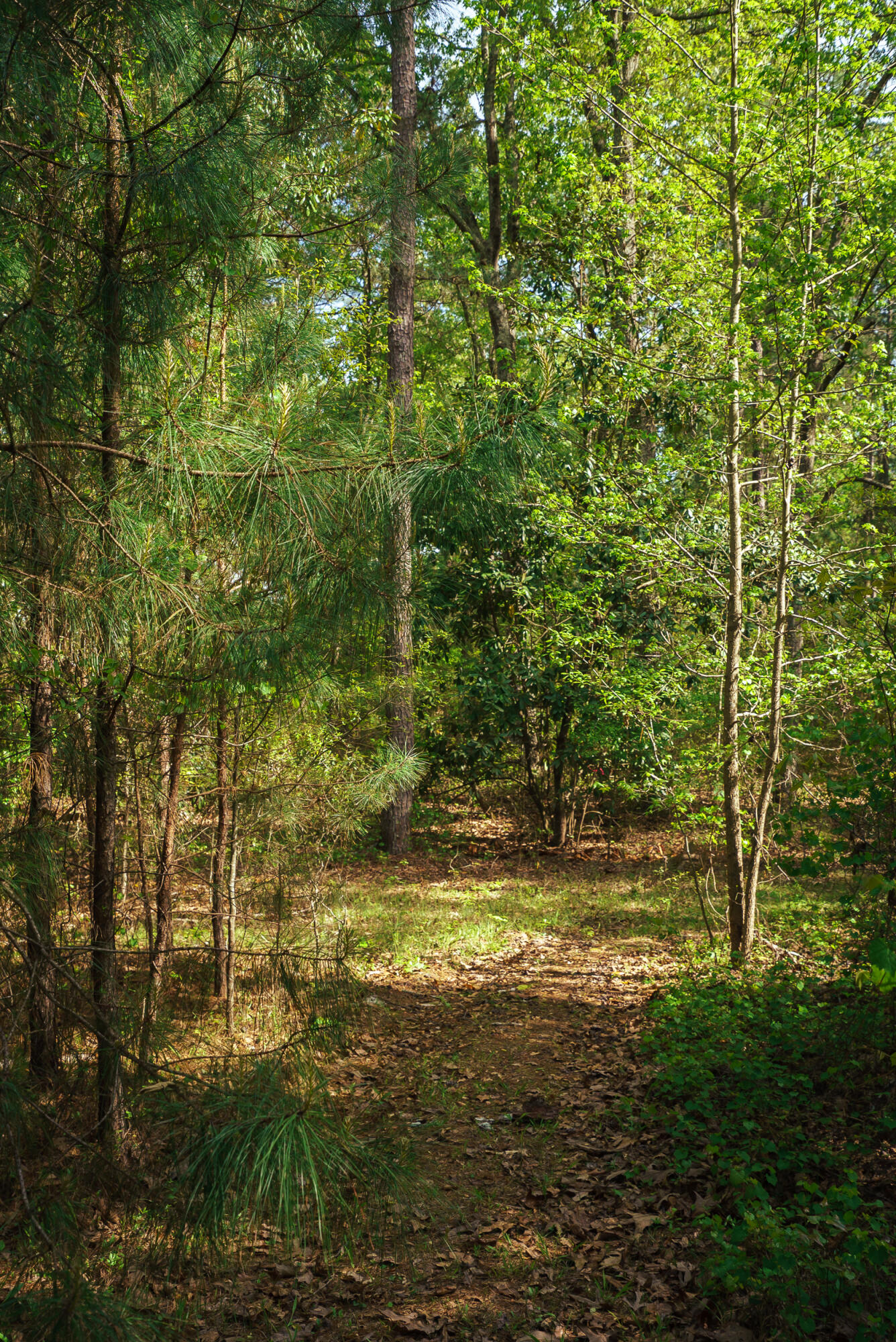 Lot 3 Banks Mill Road Southeast Aiken, SC 29803 - Photo 10 of 42