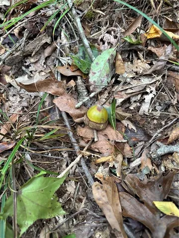 $275,000 | 350 Walker Gravel Pit, Dry Prong, LA 71423