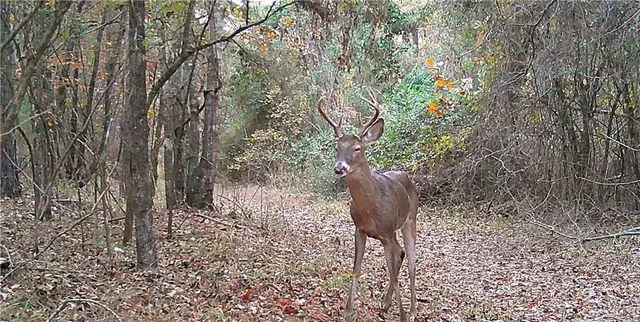 $275,000 | 350 Walker Gravel Pit, Dry Prong, LA 71423