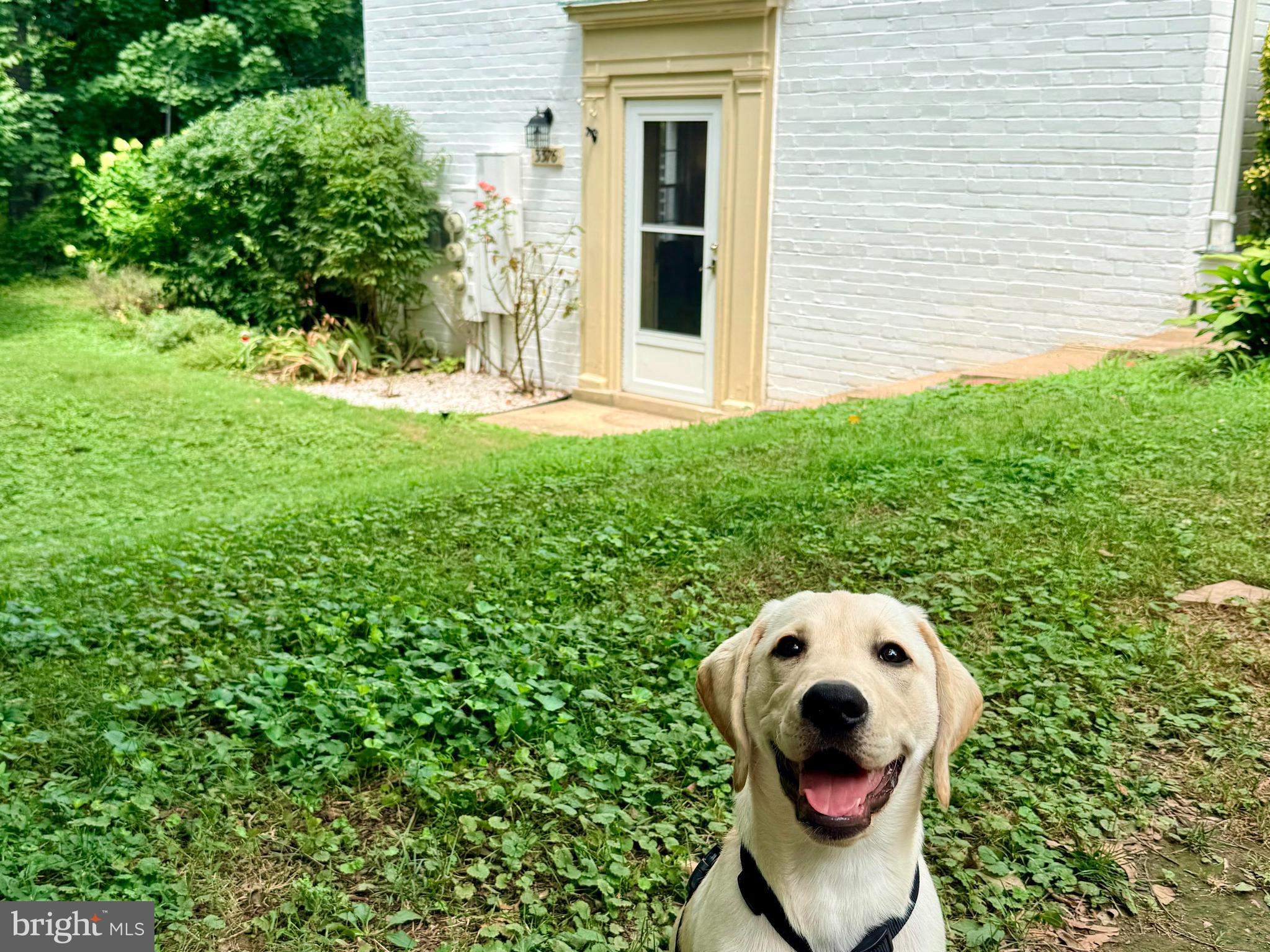 3376 Gunston Road, Unit 3376 Alexandria, VA 22302 - Photo 48 of 49 Welcome to 3376 Gunston Rd handsome pup not inc.