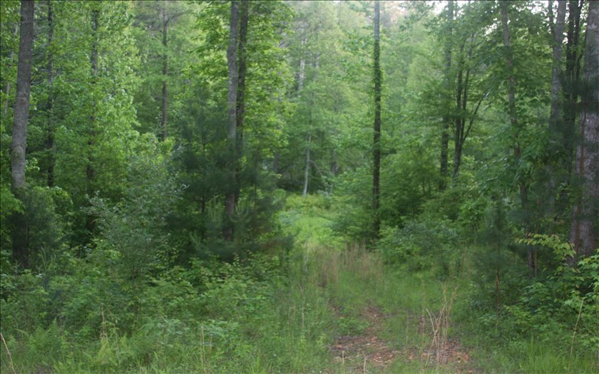River Ridge Ellijay, GA 30540 - Photo 2 of 4 Additional View