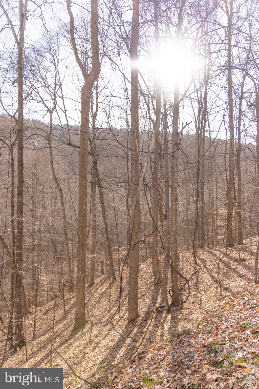 0 Raders Valley Road Williamsburg, WV 24991 - Photo 13 of 50 a view of a yard with trees