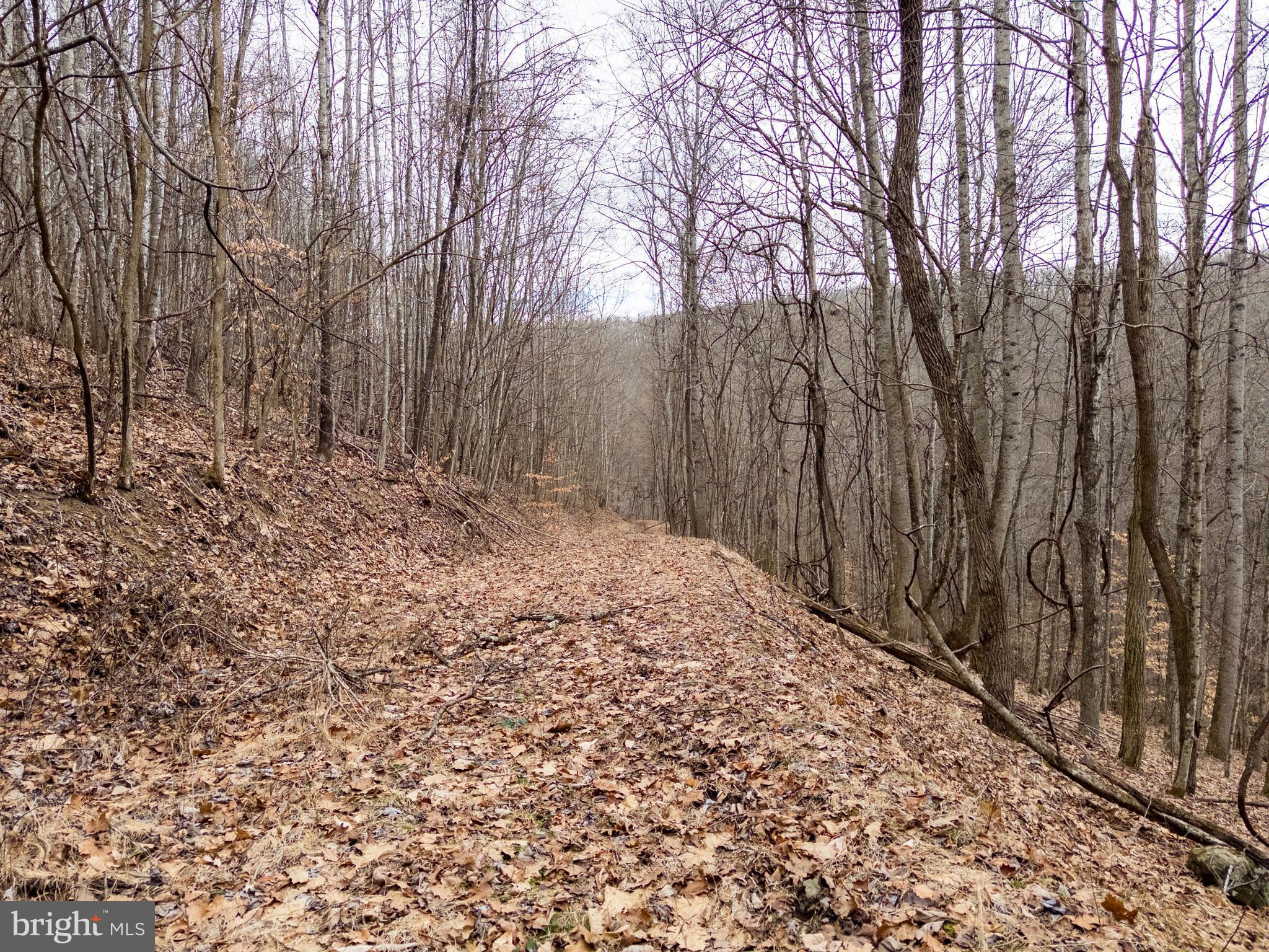 0 Raders Valley Road Williamsburg, WV 24991 - Photo 31 of 50 a view of a yard with trees