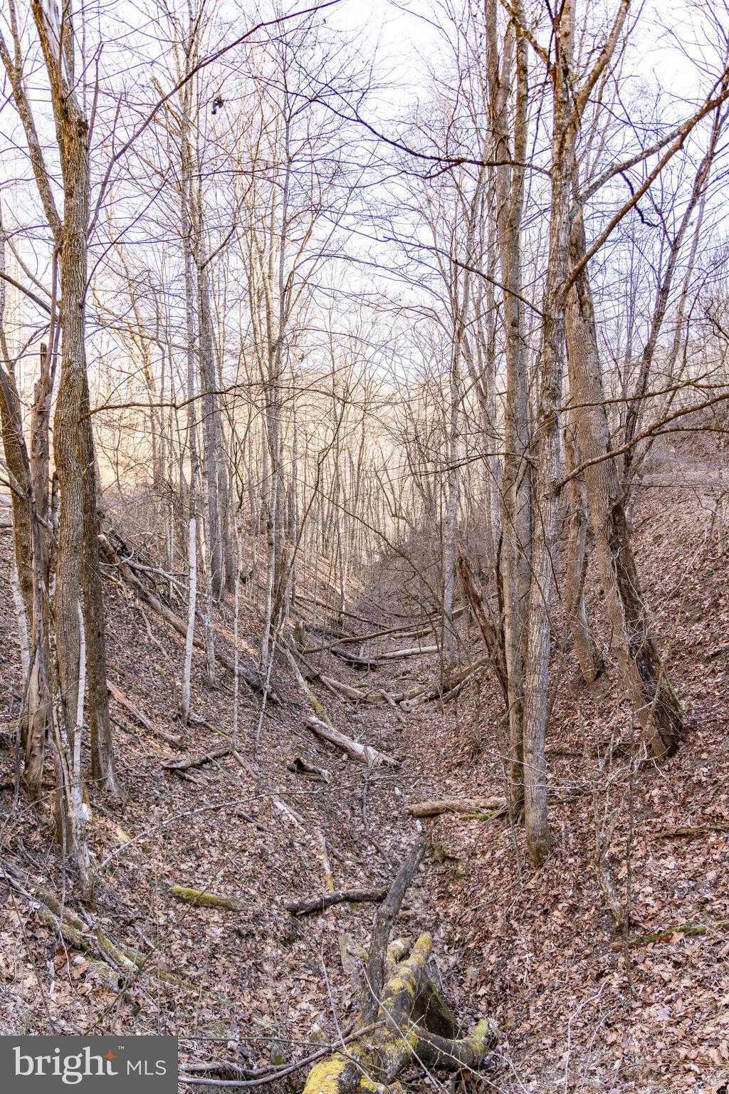 0 Raders Valley Road Williamsburg, WV 24991 - Photo 35 of 50 a backyard of a house with lots of trees