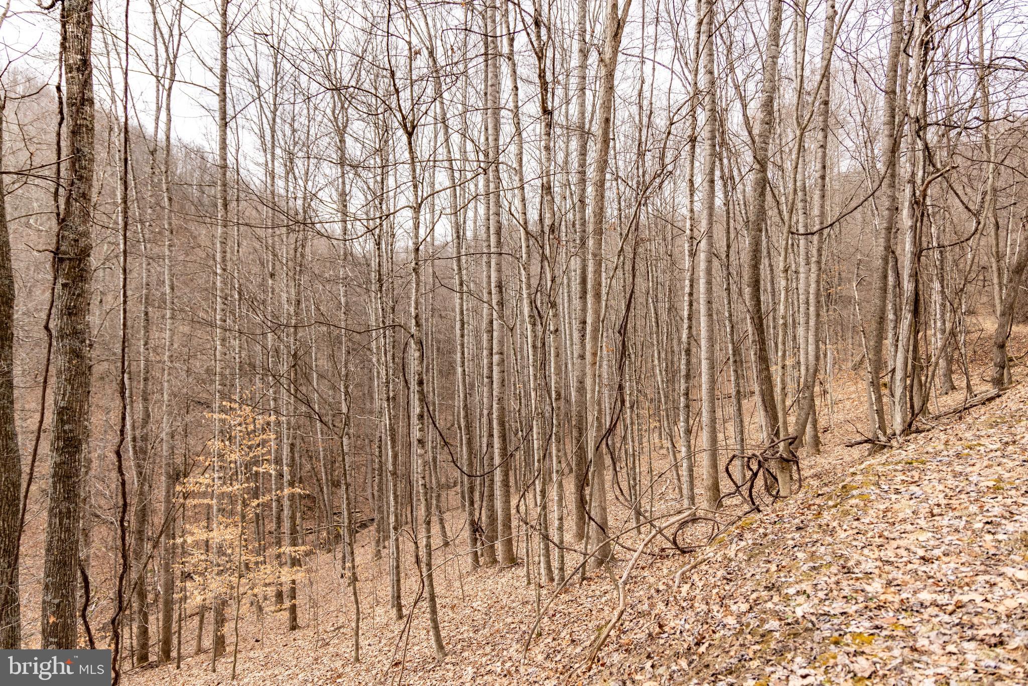 0 Raders Valley Road Williamsburg, WV 24991 - Photo 40 of 50 a view of a backyard