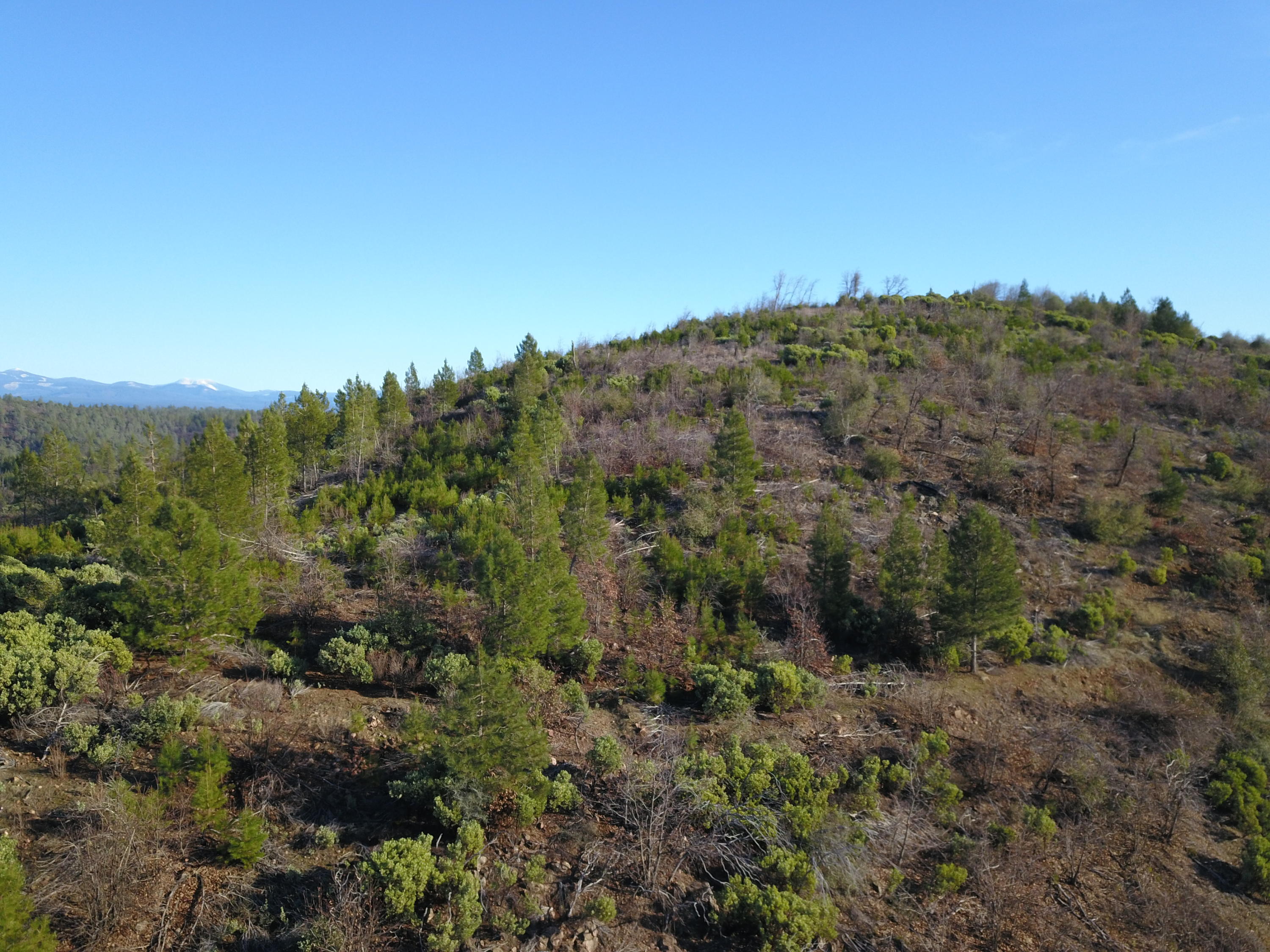 40-acres Backbone Road Bella Vista, CA 96008 - Photo 3 of 8 3