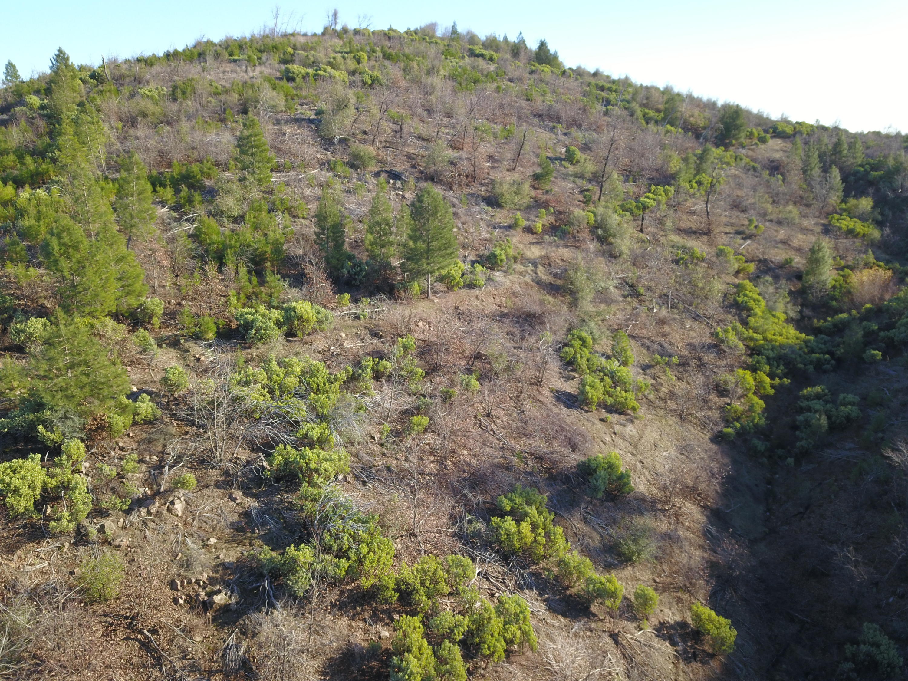 40-acres Backbone Road Bella Vista, CA 96008 - Photo 6 of 8 6