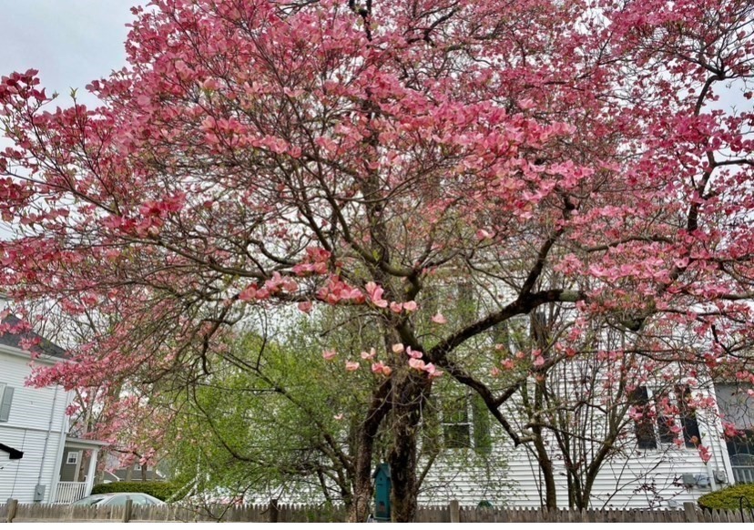 40 Shattuck Park Road Norwood, MA 02062 - Photo 13 of 16