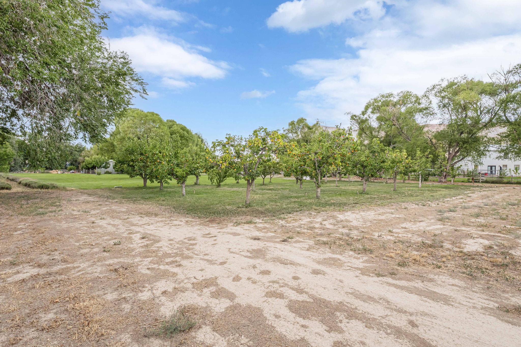 3613 G Road, Unit E Palisade, CO 81526 - Photo 34 of 42 a view of a field with trees in background
