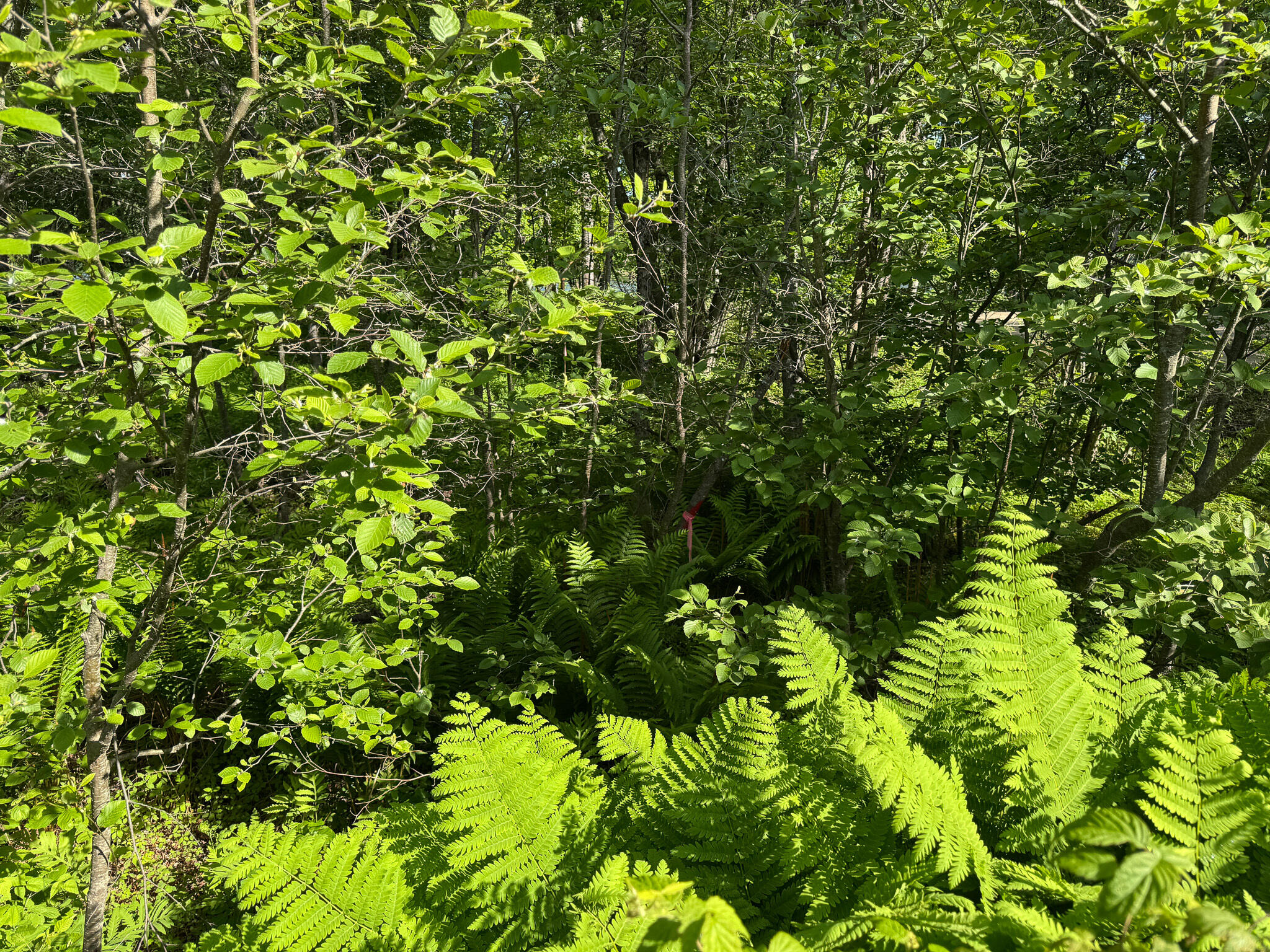 Tbd Mohawk Road Lincoln, ME 04457 - Photo 22 of 29 IMG_6008