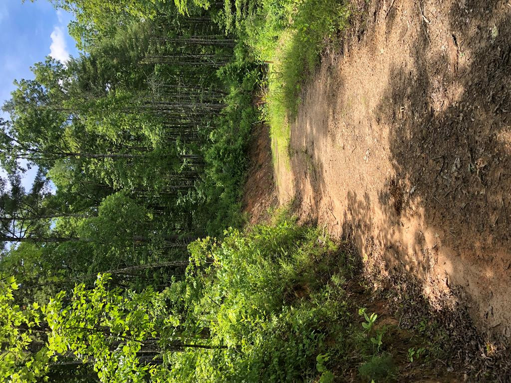Tbd Martin Road Murphy, NC 28906 - Photo 28 of 50