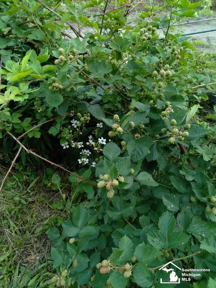 0 Blazer Road Maybee, MI 48159 - Photo 11 of 29