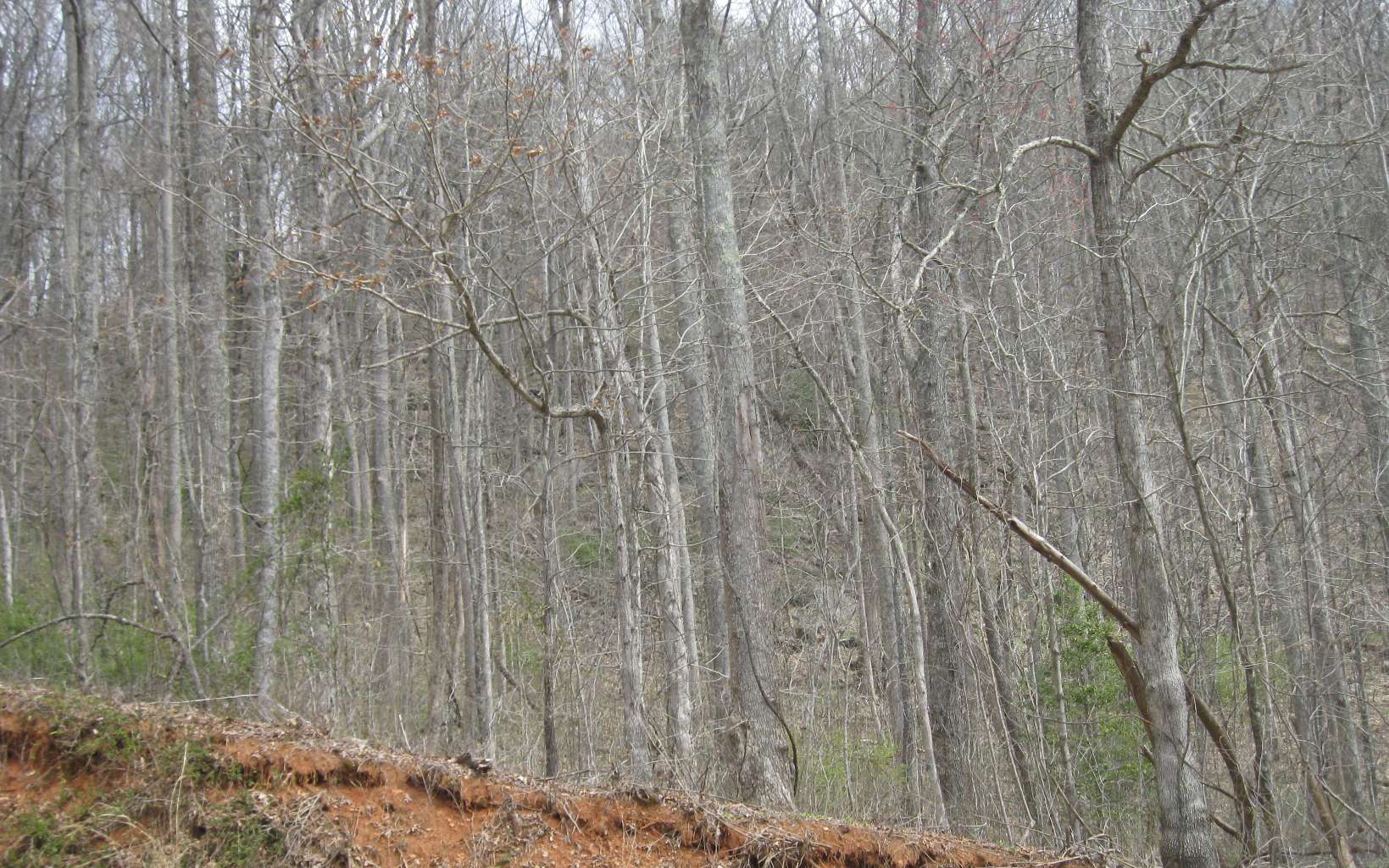 Bell Mountain Road Hiawassee, GA 30546 - Photo 7 of 7 Additional View