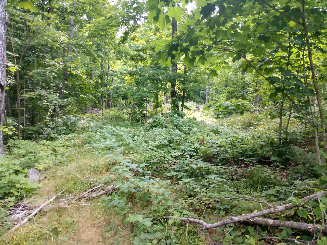 Tbd North Maple Block Road Paradise, MI 49768 - Photo 6 of 18 Gallery Image 6