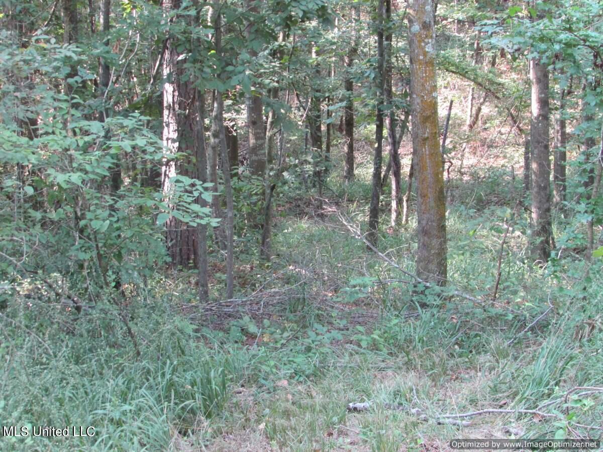 Thornton Road Road Brandon, MS 39042 - Photo 10 of 13 IMG_0012