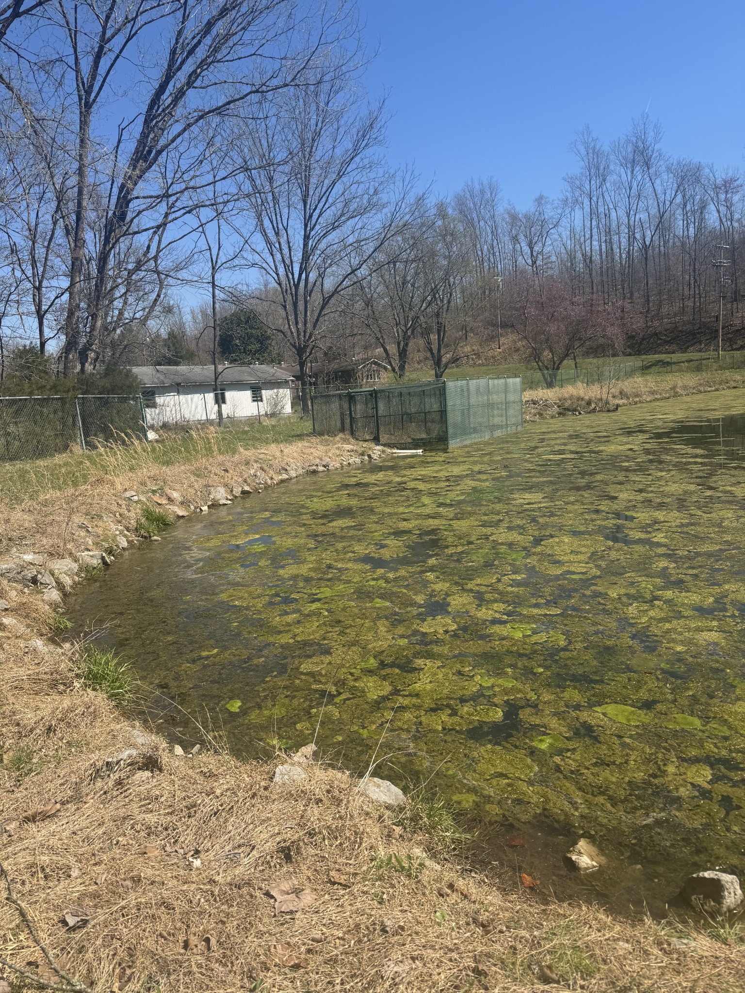 191 Forks Of The River Road Waverly, TN 37185 - Photo 19 of 59 a view of a yard with swimming pool