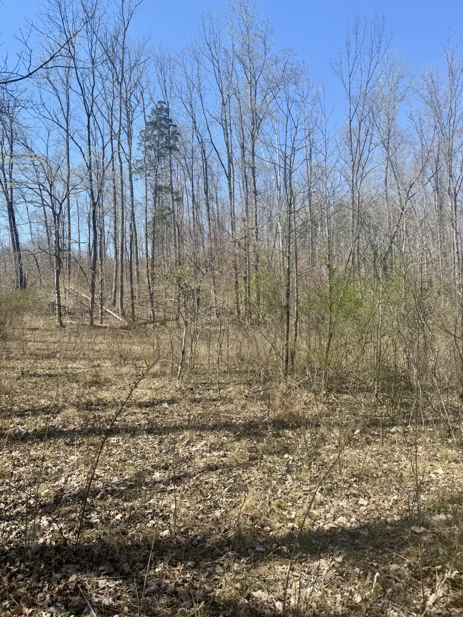 191 Forks Of The River Road Waverly, TN 37185 - Photo 35 of 59