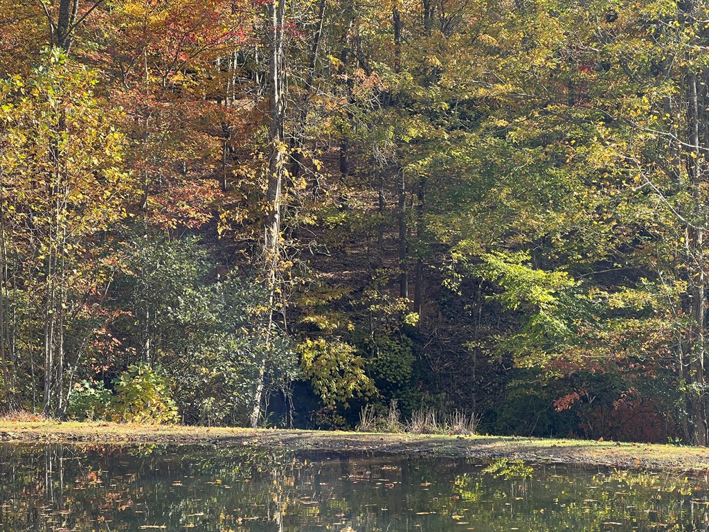 1 Bartin Ridge Murphy, NC 28906 - Photo 12 of 39 a view of a tree with a yard