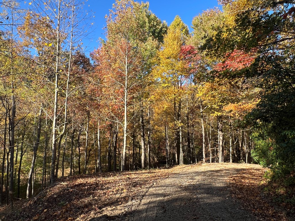 1 Bartin Ridge Murphy, NC 28906 - Photo 20 of 39 a view of road with trees