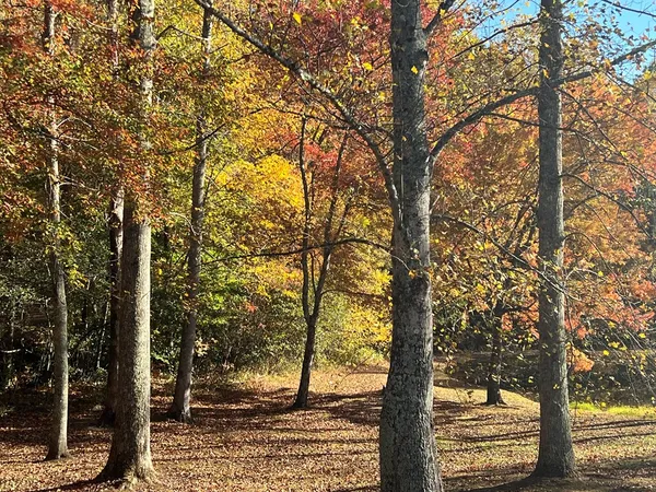 a view of a tree in a yard