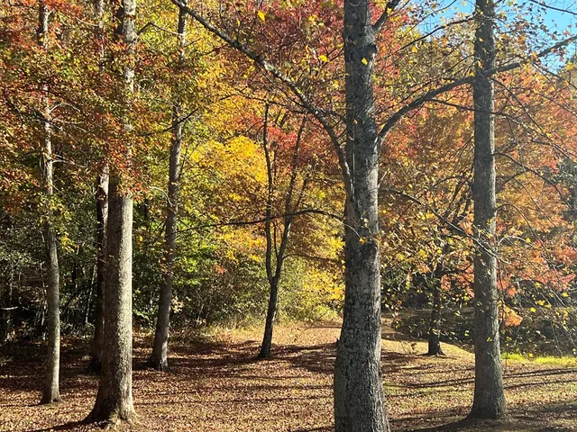 a view of a tree in a yard