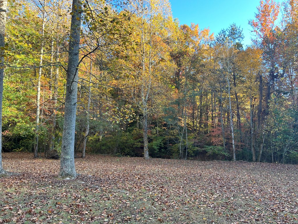 1 Bartin Ridge Murphy, NC 28906 - Photo 30 of 39 a view of a forest with trees