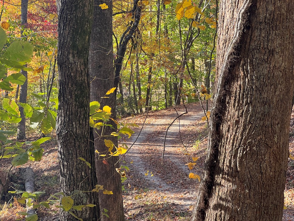 1 Bartin Ridge Murphy, NC 28906 - Photo 8 of 39 a view of a yard