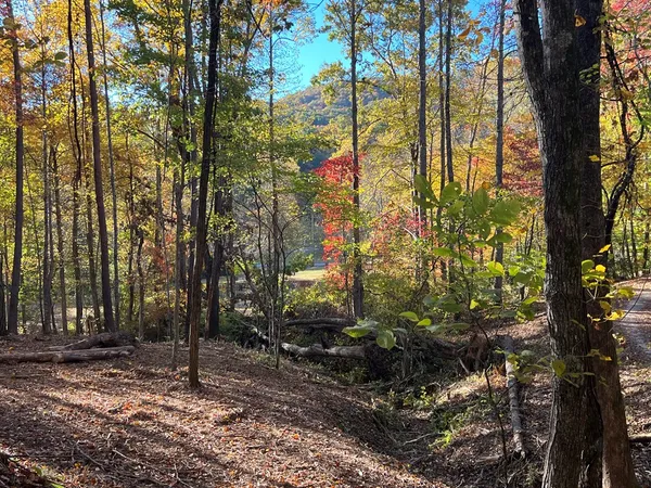 a view of a forest with trees