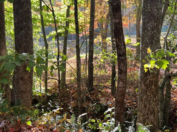 a view of a tree with a yard
