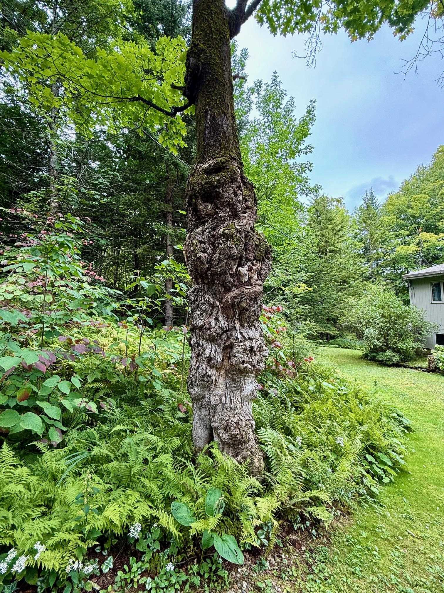 756 Birch Hill Road Windham, VT 05359 - Photo 59 of 59 Gallery Image 59