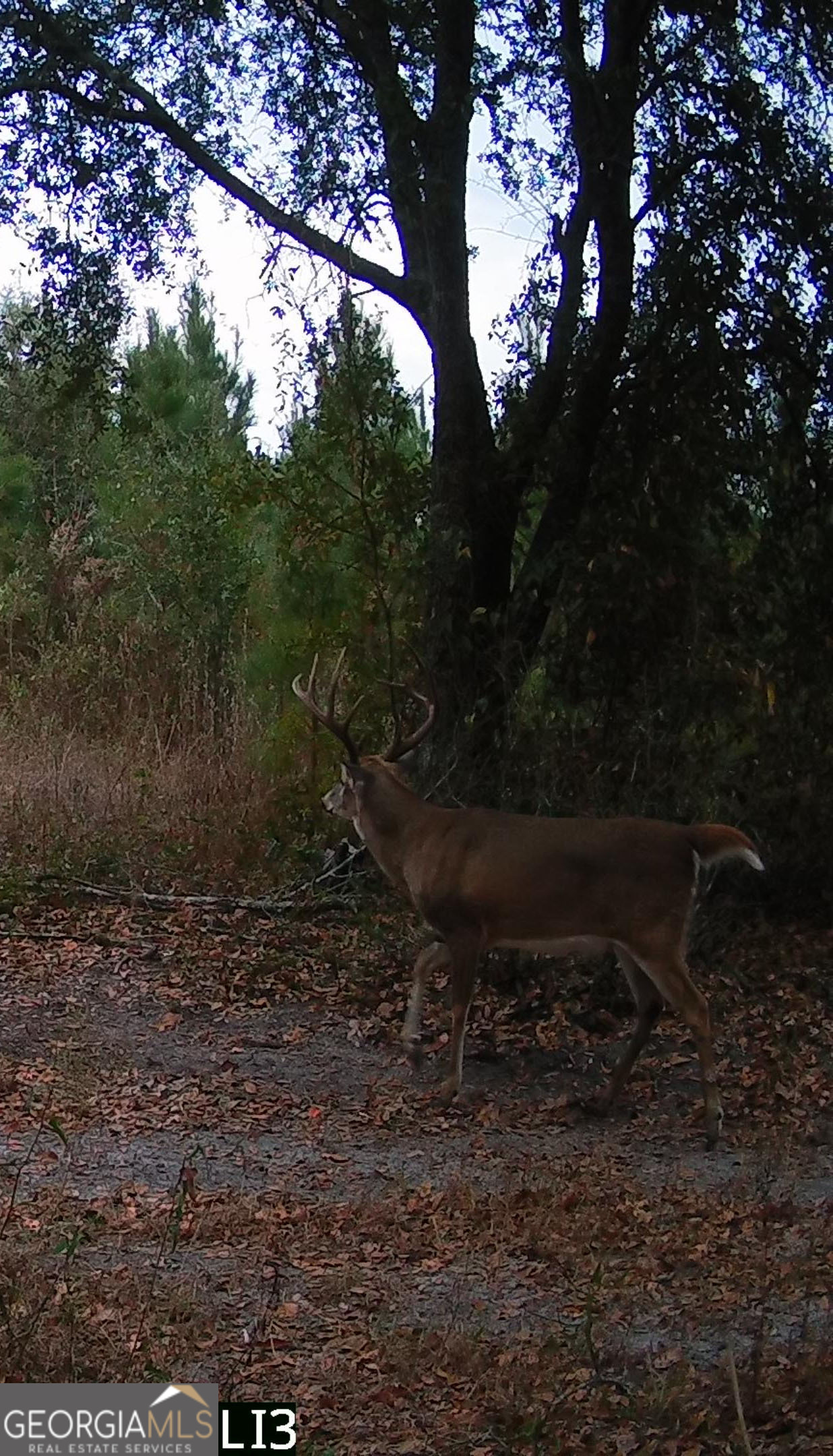 0 Cumbie Road Climax, GA 39834 - Photo 1 of 1 a view of a yard