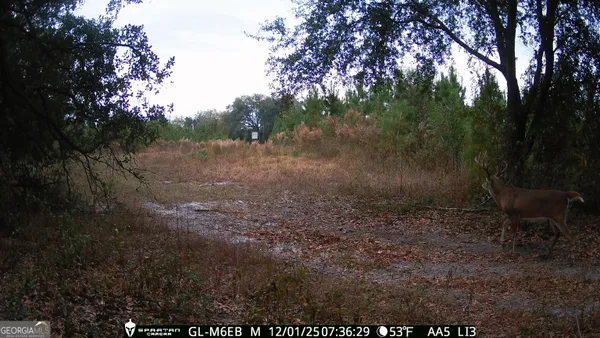 $310,000 | 0 Cumbie Road, Climax, GA 39834