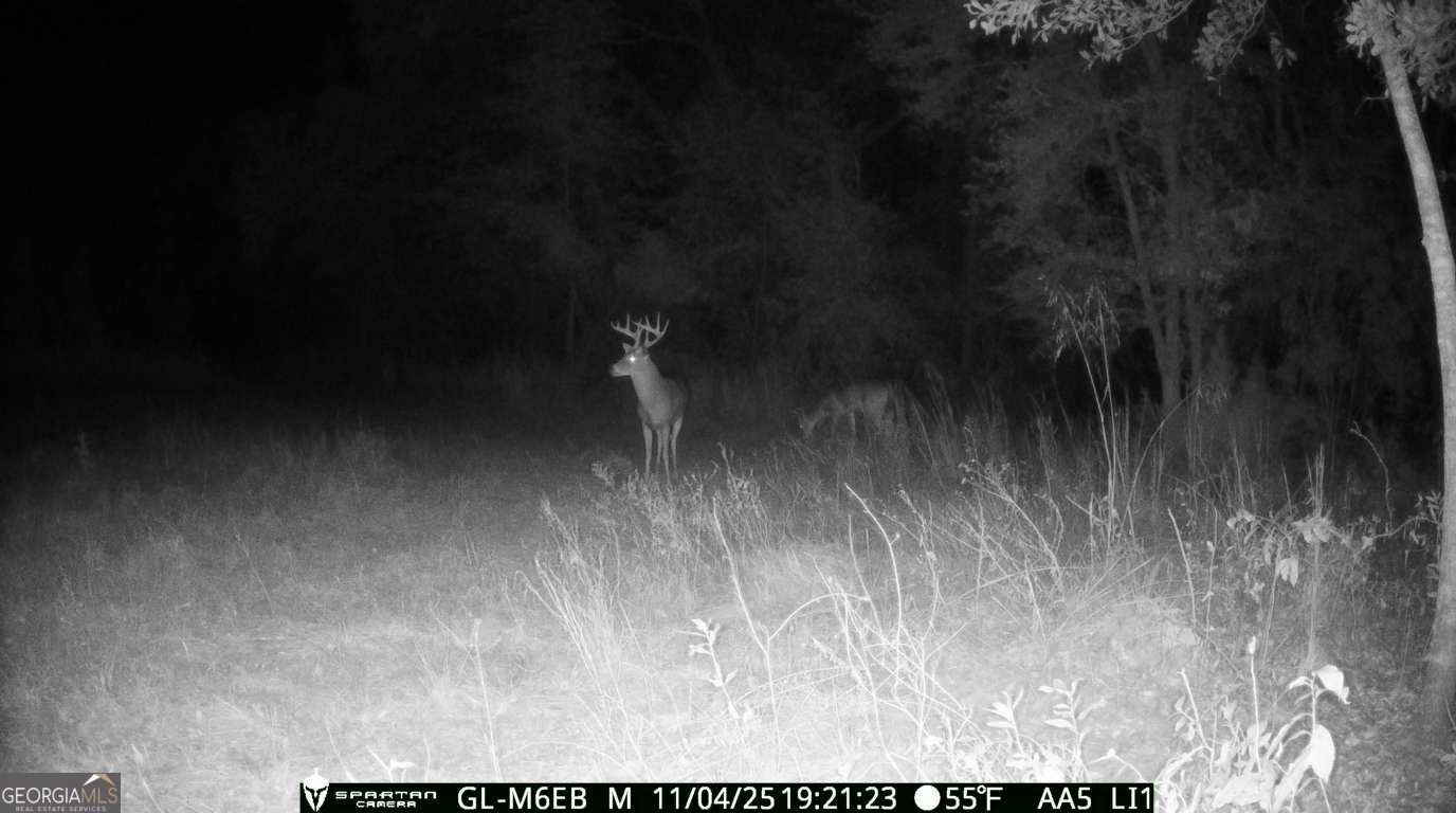 0 Cumbie Road Climax, GA 39834 - Photo 11 of 37 a view of a room