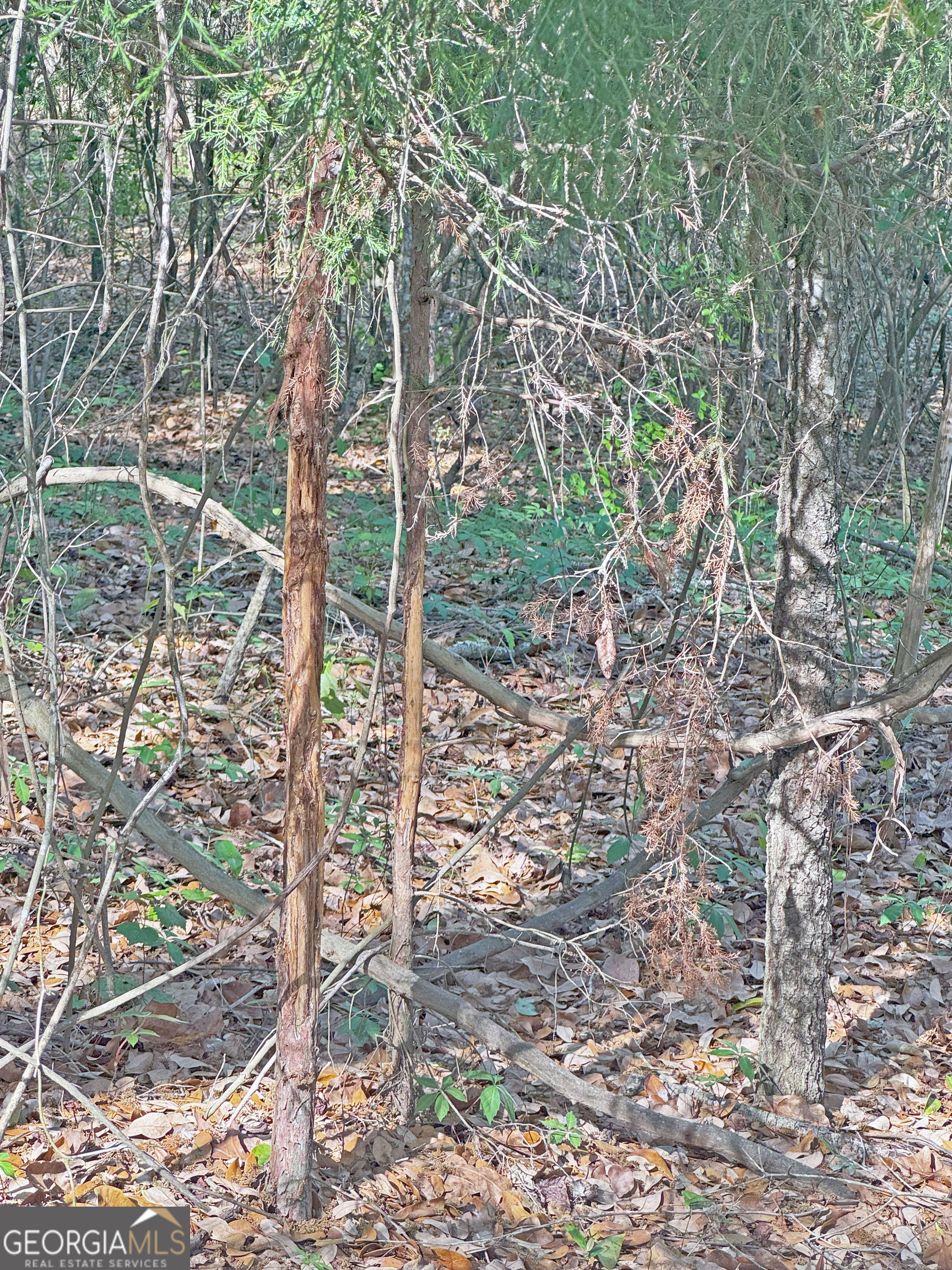 0 Cumbie Road Climax, GA 39834 - Photo 15 of 37 a view of a yard