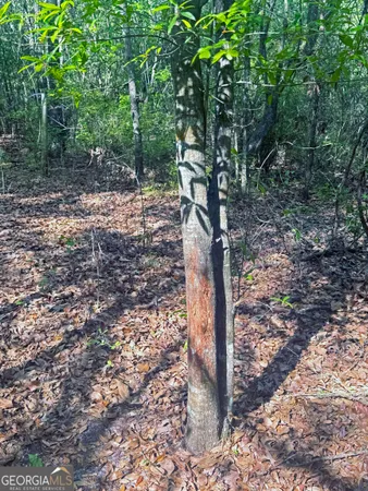 $310,000 | 0 Cumbie Road, Climax, GA 39834