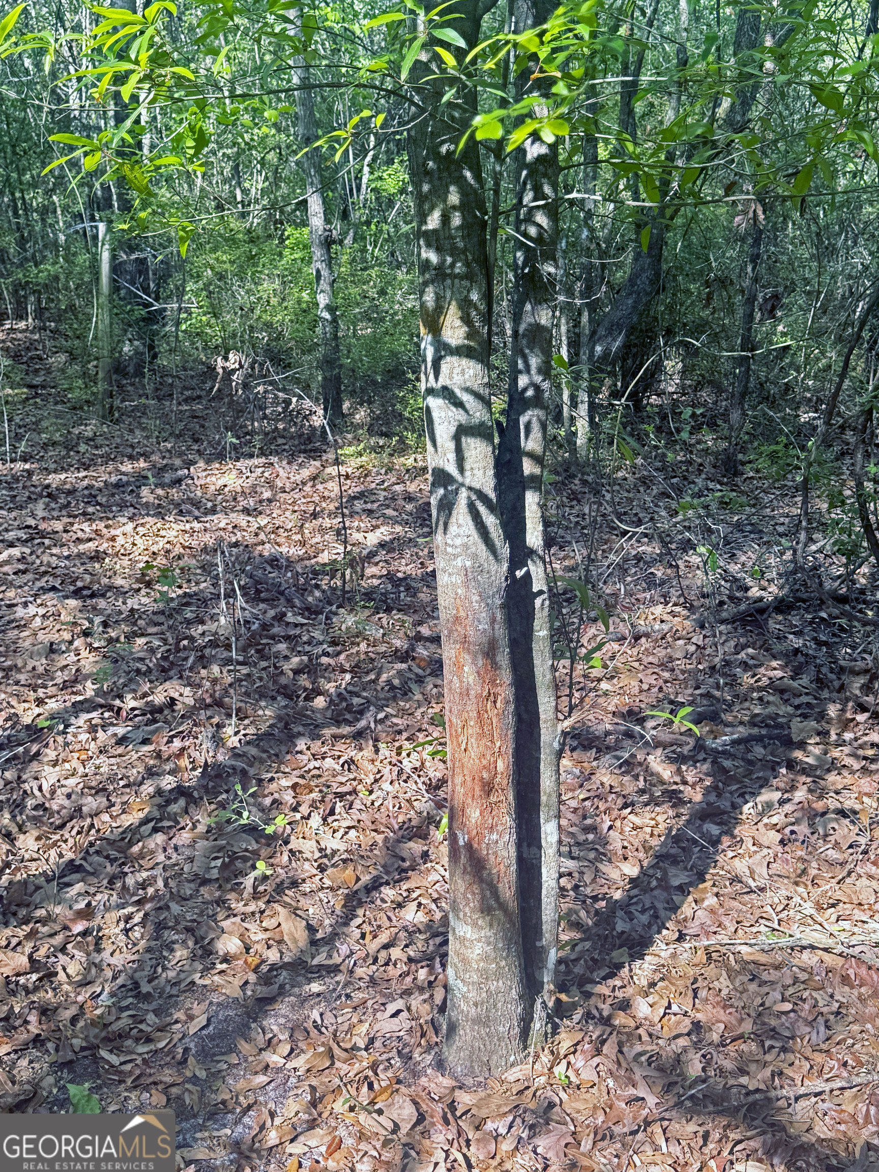 0 Cumbie Road Climax, GA 39834 - Photo 19 of 37 a view of a forest filled with trees