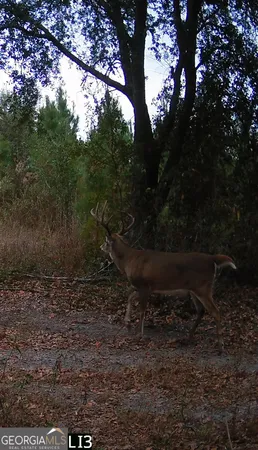 $310,000 | 0 Cumbie Road, Climax, GA 39834